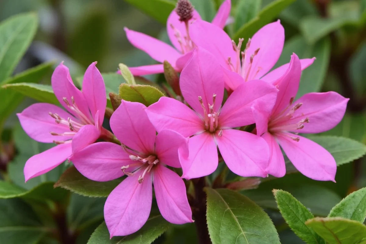 January 17 Birth Flower: Myrtle Guide | TheHomeSprouts