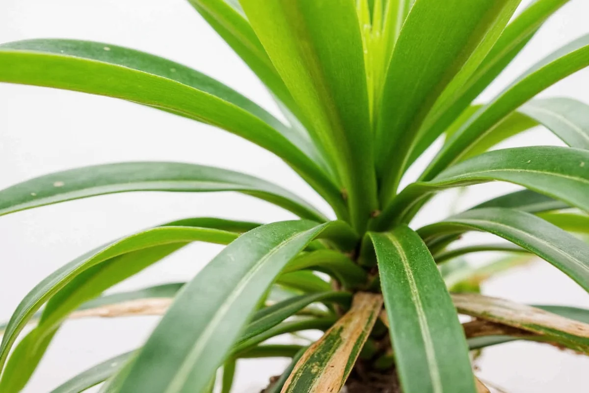 Trim Rubber Plants in 5 Steps | TheHomeSprouts