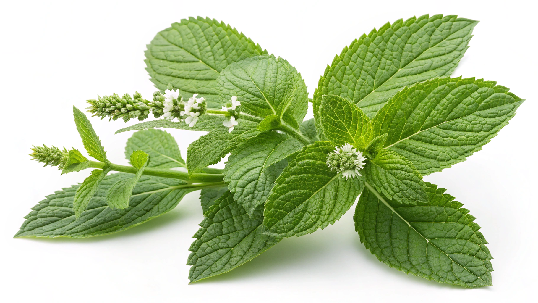 Discover the Versatile Mint Plant: Uses and Care Tips