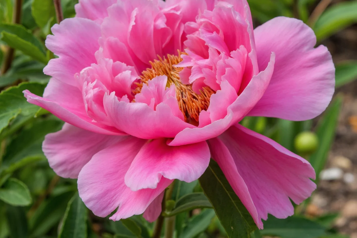 April 14 Peony: Care Tips & Meaning | TheHomeSprouts