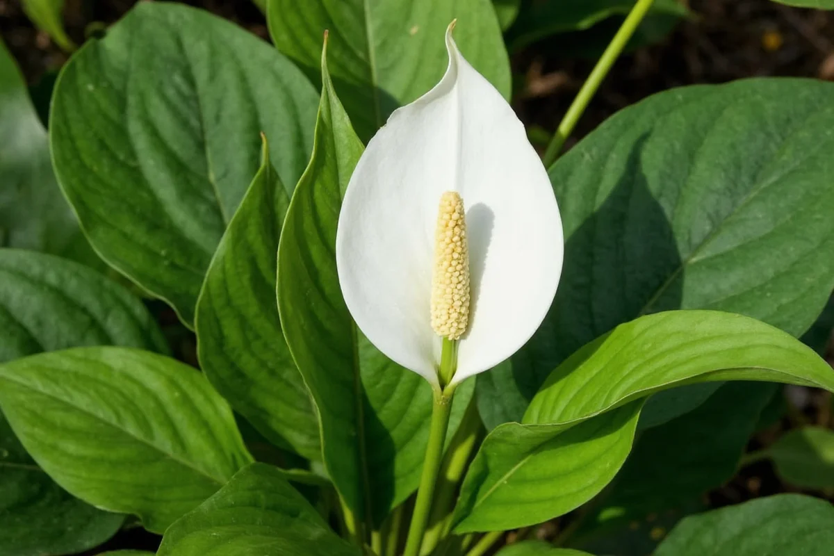 Peace Lily Plant: 5 Key Features | TheHomeSprouts