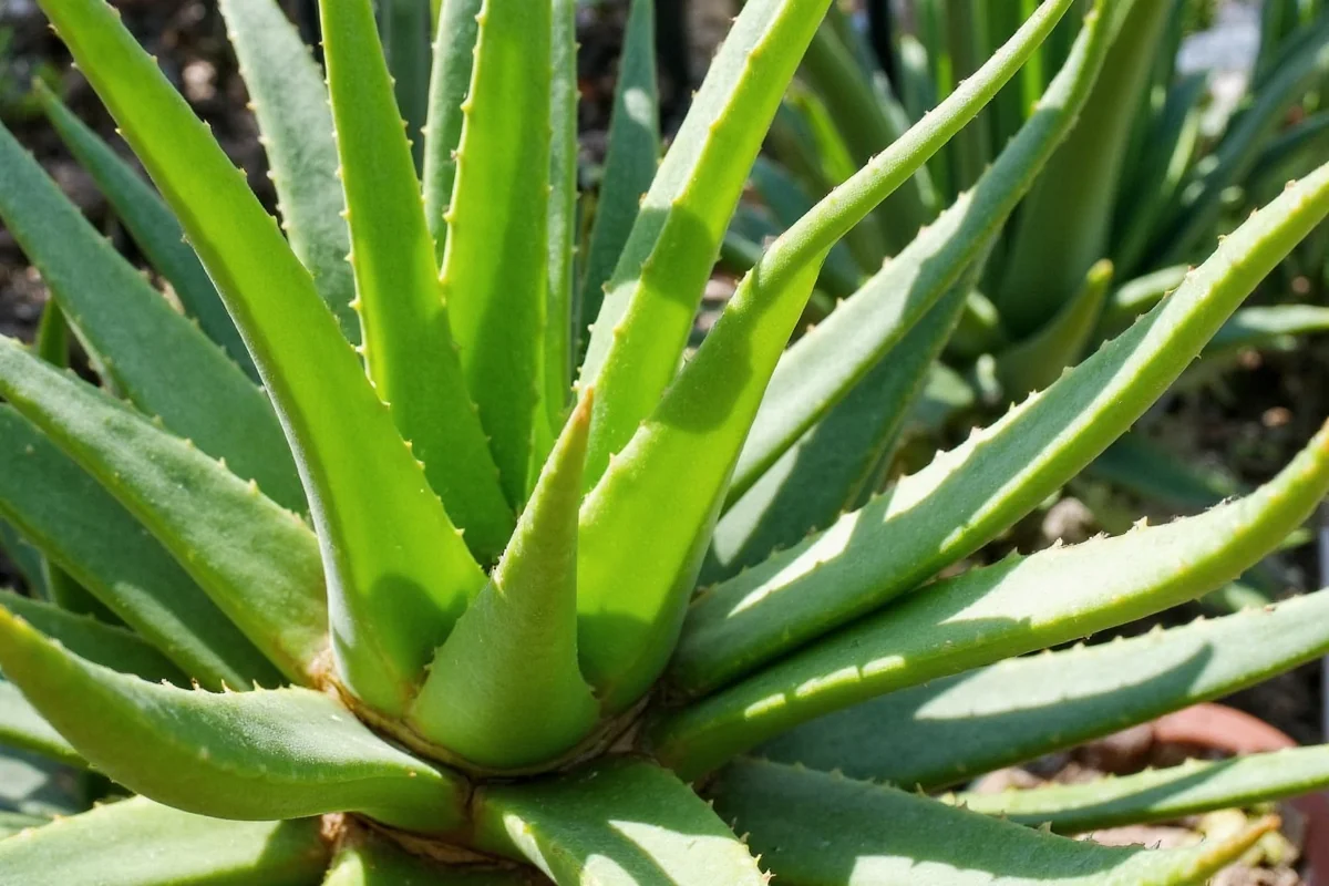 Aloe Vera Light Guide: 6-8 Hours Daily | TheHomeSprouts