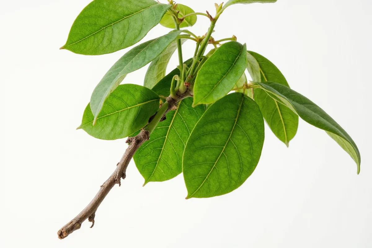 Rubber Tree Plants: 5 Facts | TheHomeSprouts