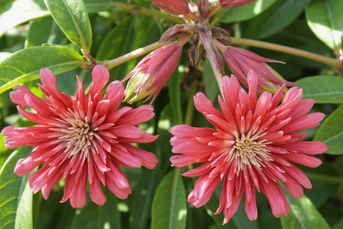 Prayer Plants Bloom: 5 Tips to Trigger Flowers | TheHomeSprouts