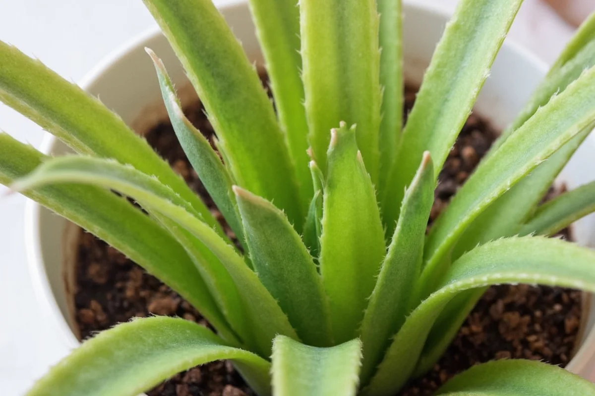 Snake Plant Light Guide | TheHomeSprouts