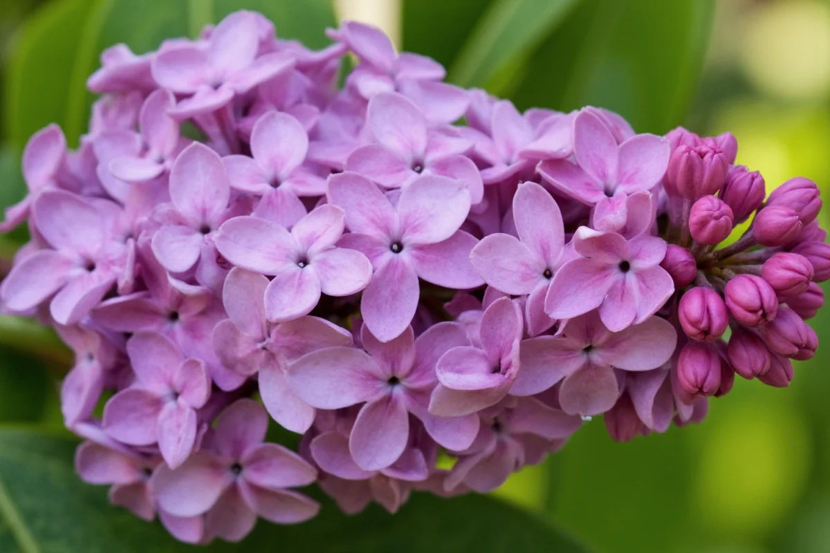 March 15 Lilac: 5 Planting Tips | TheHomeSprouts