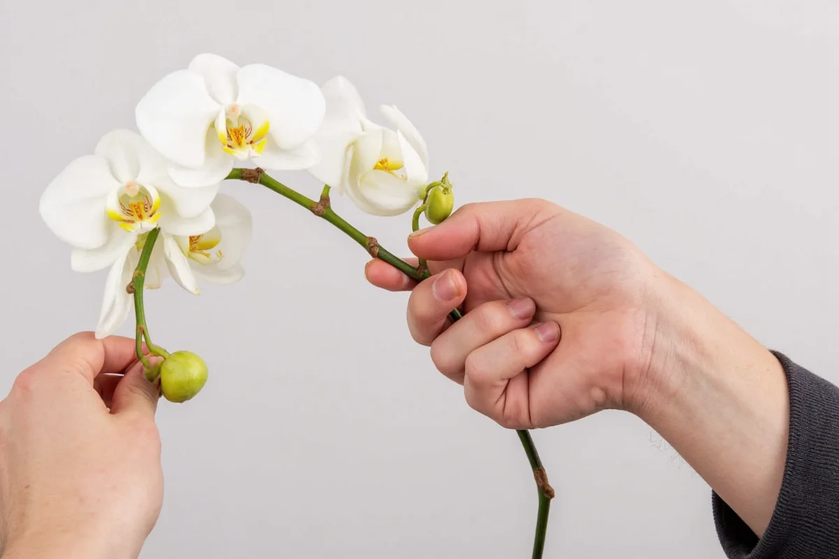 5 Orchid Trimming Tips for Perfect Blooms | TheHomeSprouts