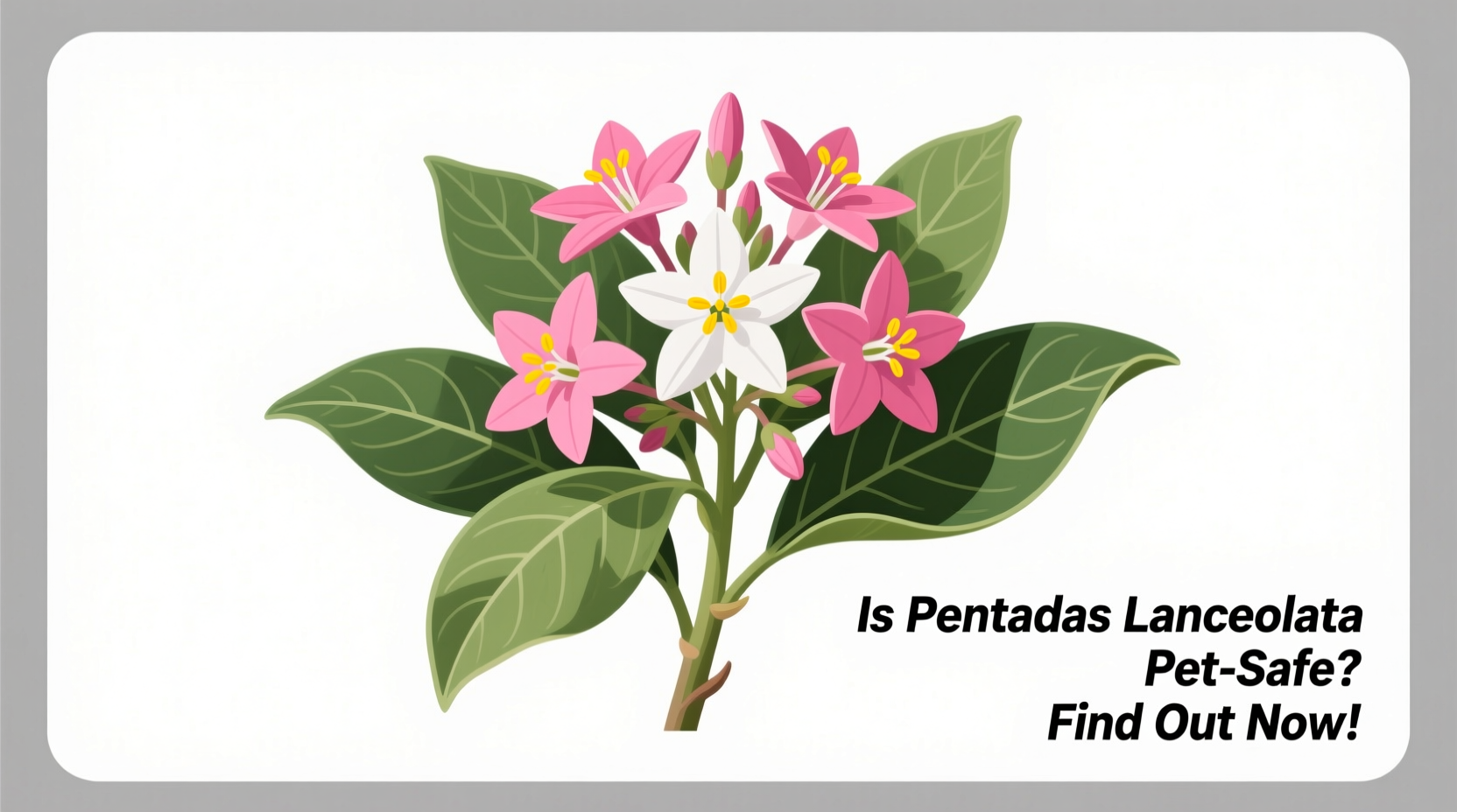 Is Pentas Lanceolata Safe for Pets? | TheHomeSprouts