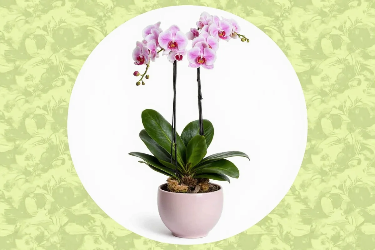 7 Phalaenopsis Orchid Care Tips | TheHomeSprouts