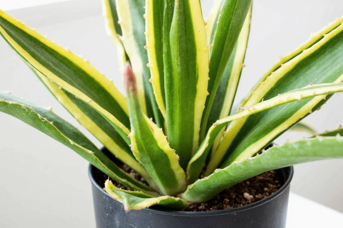 Snake Plant Light Guide: 5 Tips | TheHomeSprouts