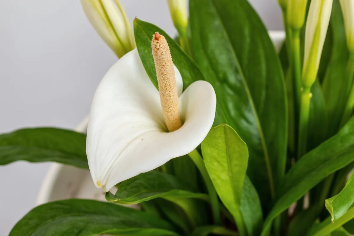 5 Peace Lily Care Secrets | TheHomeSprouts