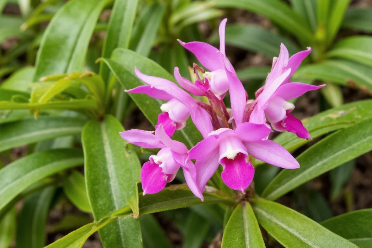7 Orchid Growing Secrets Revealed | TheHomeSprouts