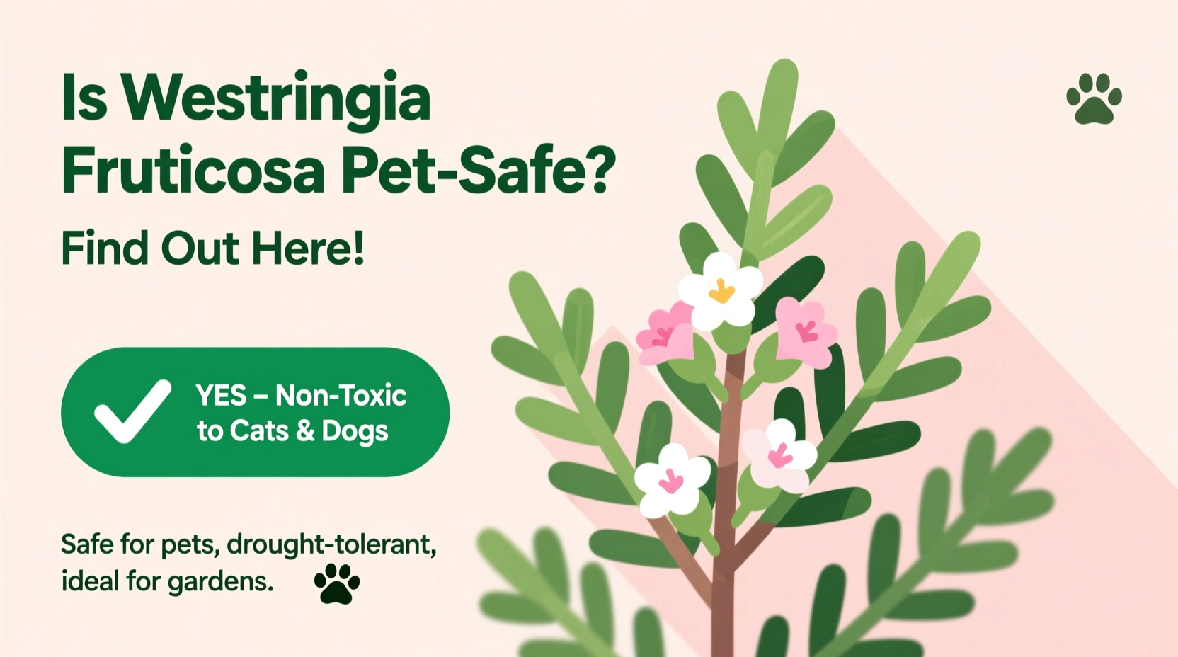 Is Westringia Fruticosa Safe for Pets? | TheHomeSprouts