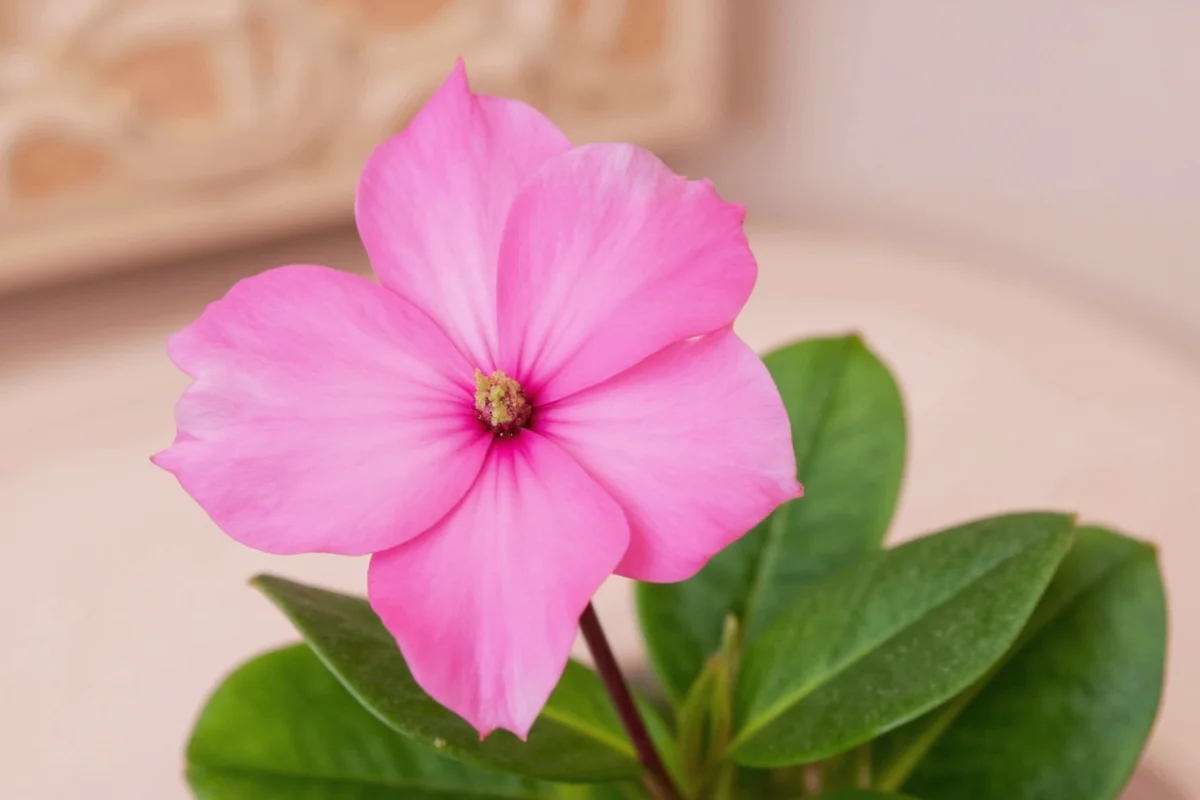 5 Cyclamen Care Tips for Indoor Success | TheHomeSprouts