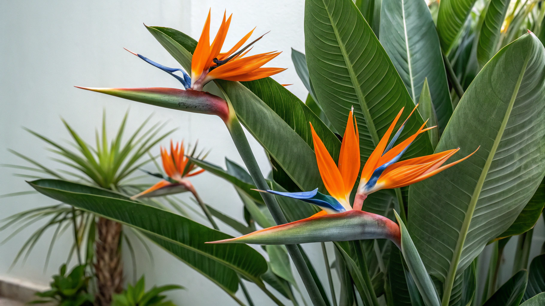 Birds of Paradise Plant Care Guide: Tips for Thriving Beauty
