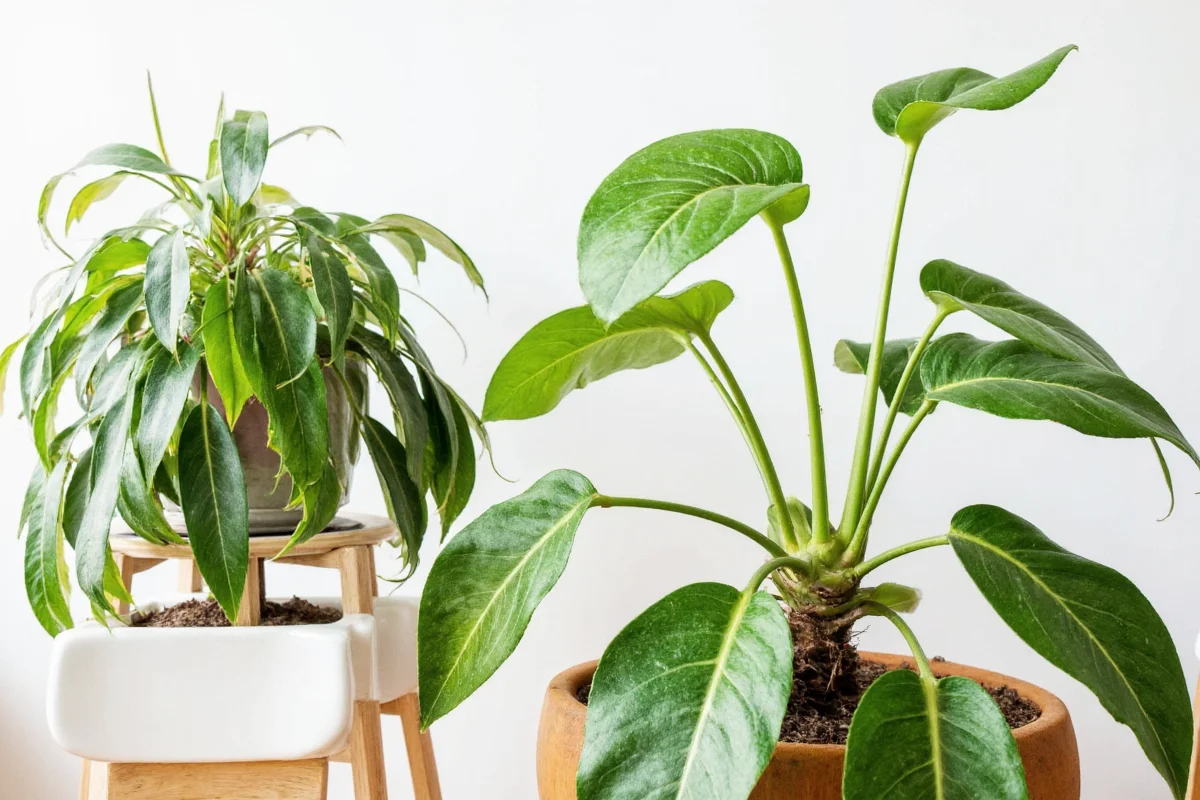 7 Best Air-Purifying Plants 2025 | TheHomeSprouts