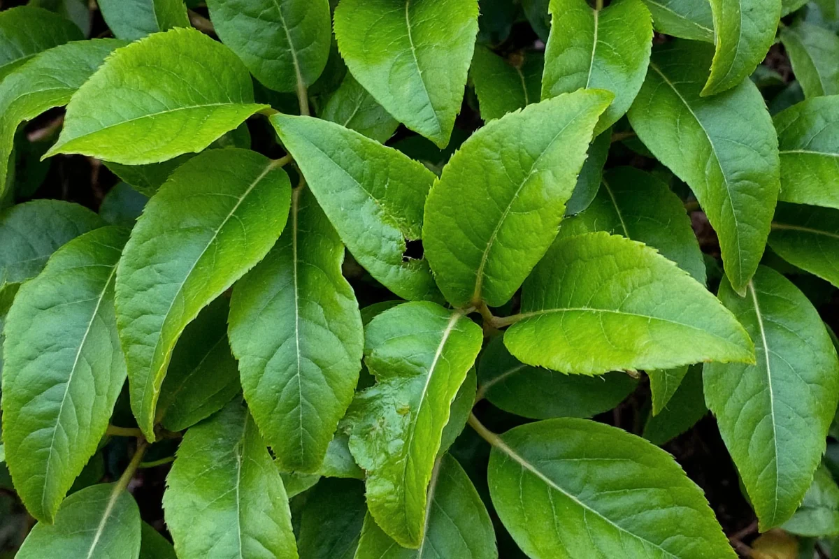 October 3 Birth Flower Ivy Guide | TheHomeSprouts
