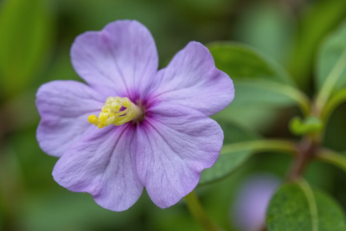 Winter Aconite: 5 Care Tips & Meaning | TheHomeSprouts