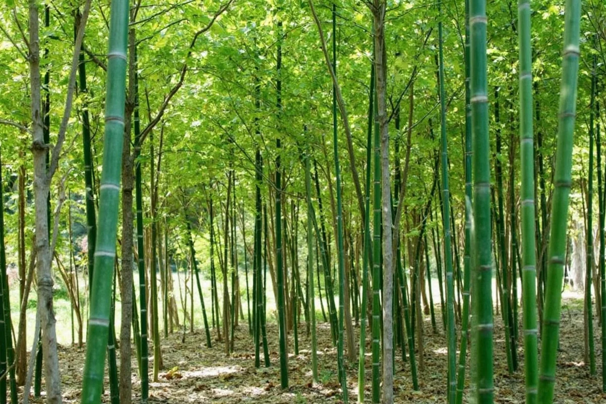 Bamboo Height Guide: 1-100+ Feet | TheHomeSprouts