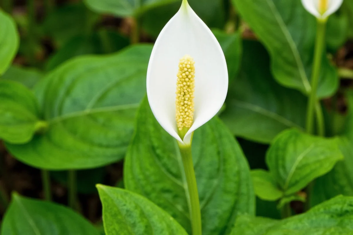 Is Peace Lily Poisonous? 5 Safety Facts | TheHomeSprouts