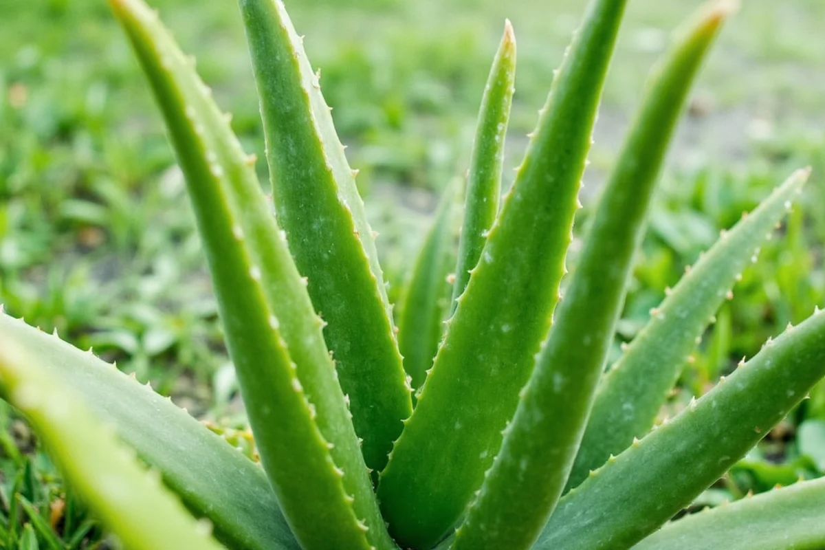 Aloe Vera Origins: 5 Top Growing Countries | TheHomeSprouts