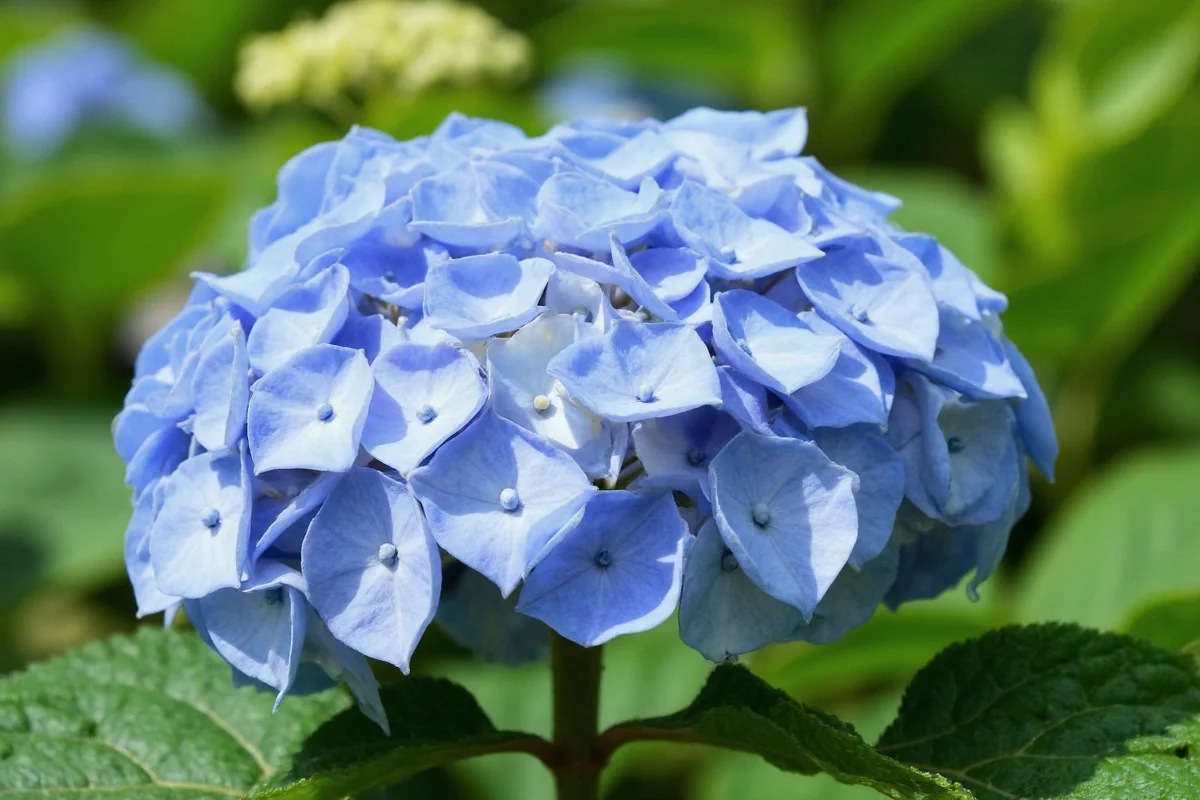 7 Hydrangea Varieties Explained | TheHomeSprouts