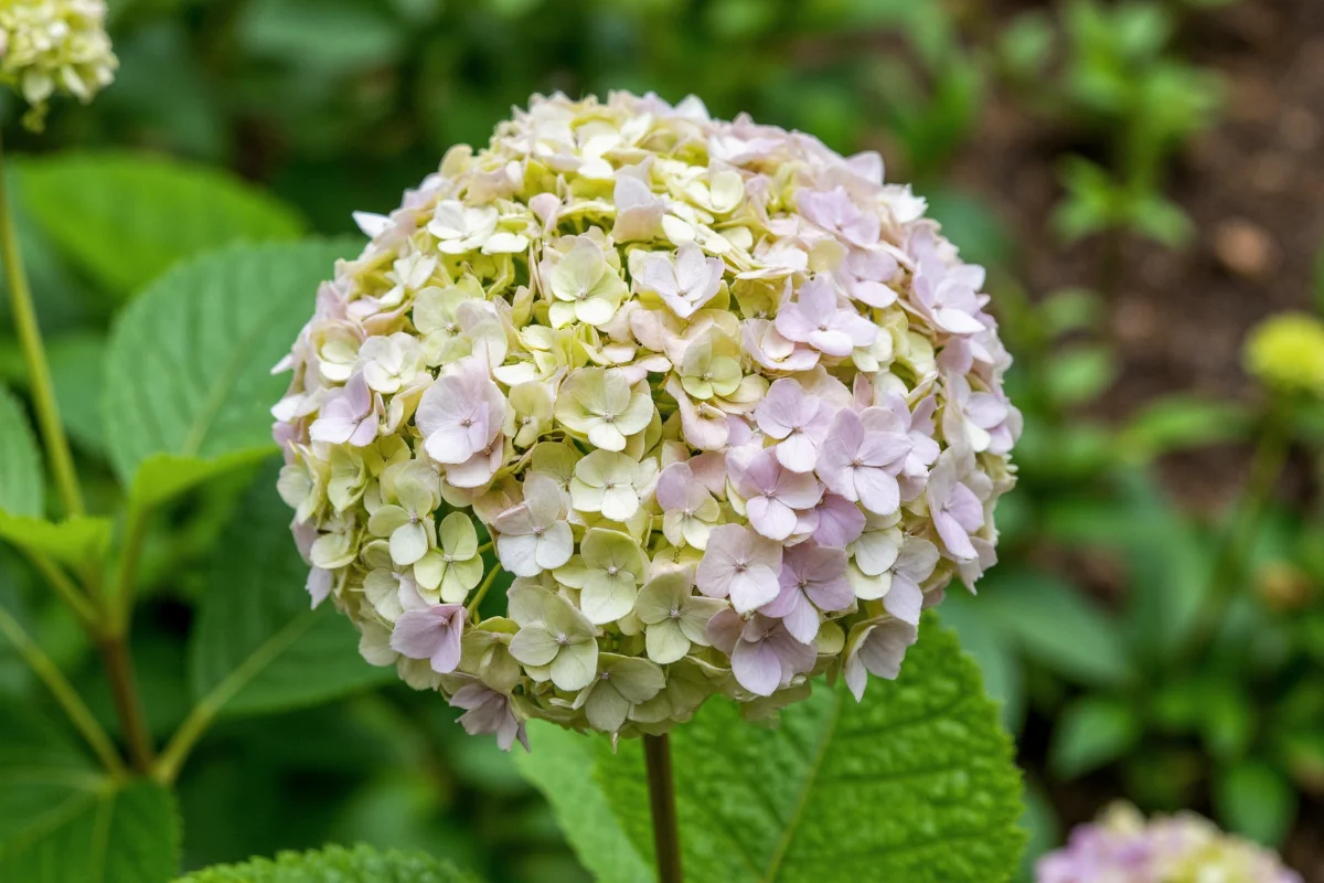 Hydrangea: June 22 Birth Flower Guide | TheHomeSprouts