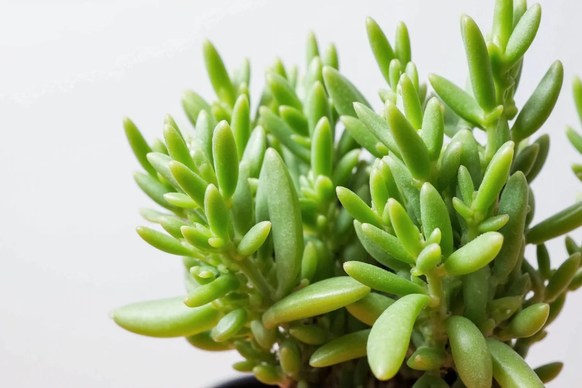 5 Jade Plant Care Tips for Success | TheHomeSprouts