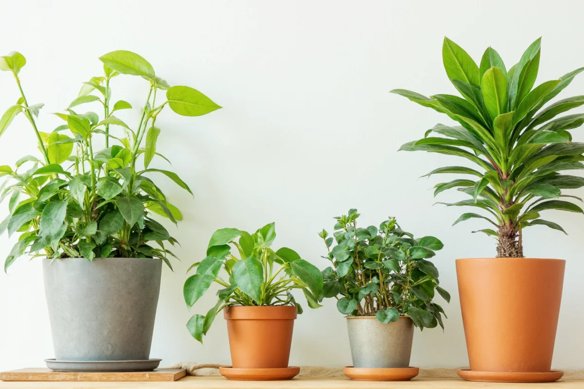 Do Indoor Plants Really Clean Air? | TheHomeSprouts