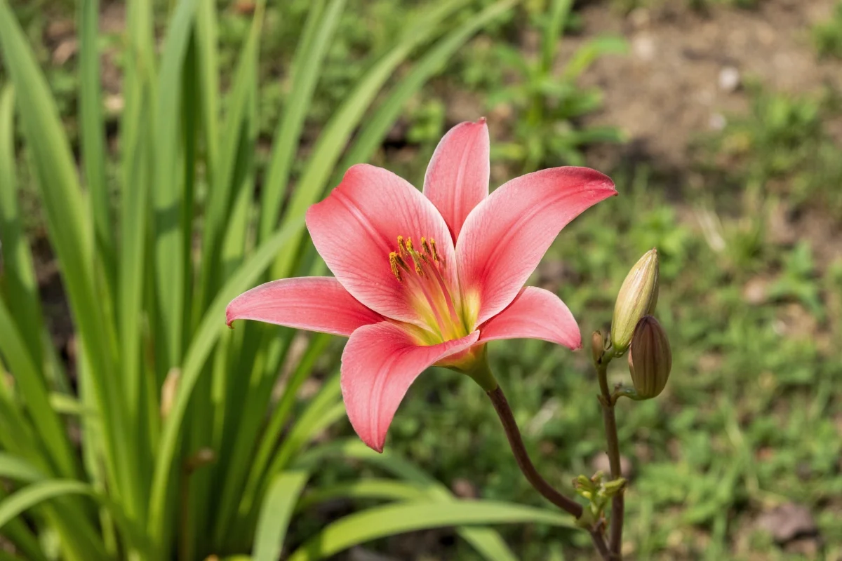 June 8 Birth Flower: Lily Care Guide | TheHomeSprouts