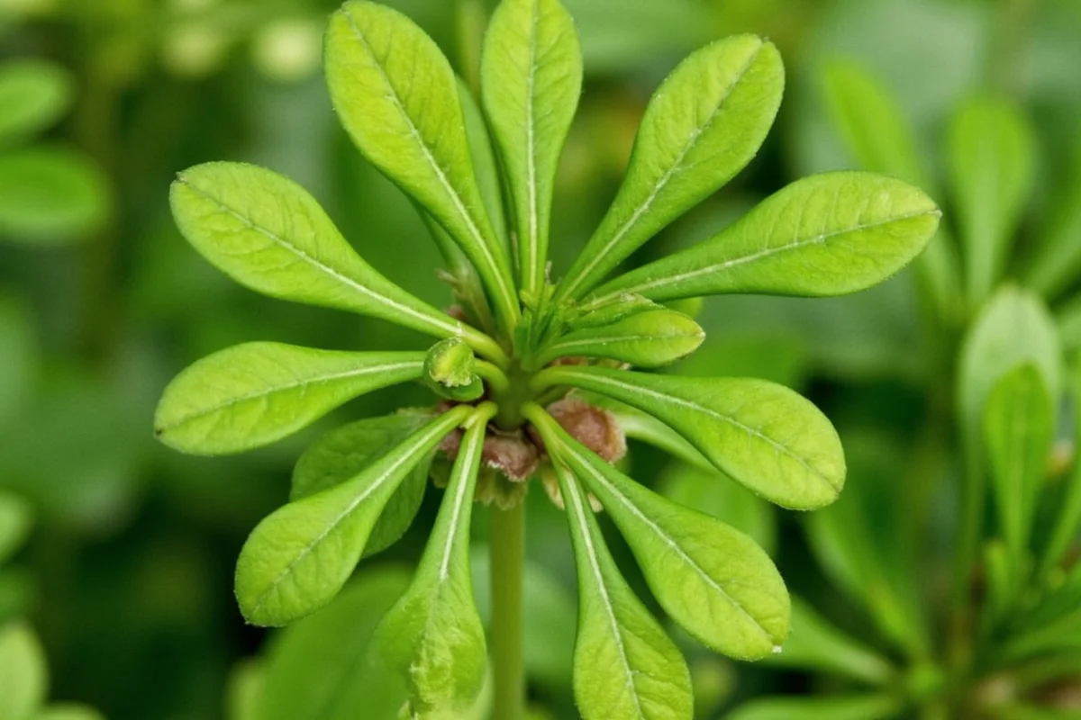 Jade Plant Flowering Guide: 5 Easy Steps | TheHomeSprouts