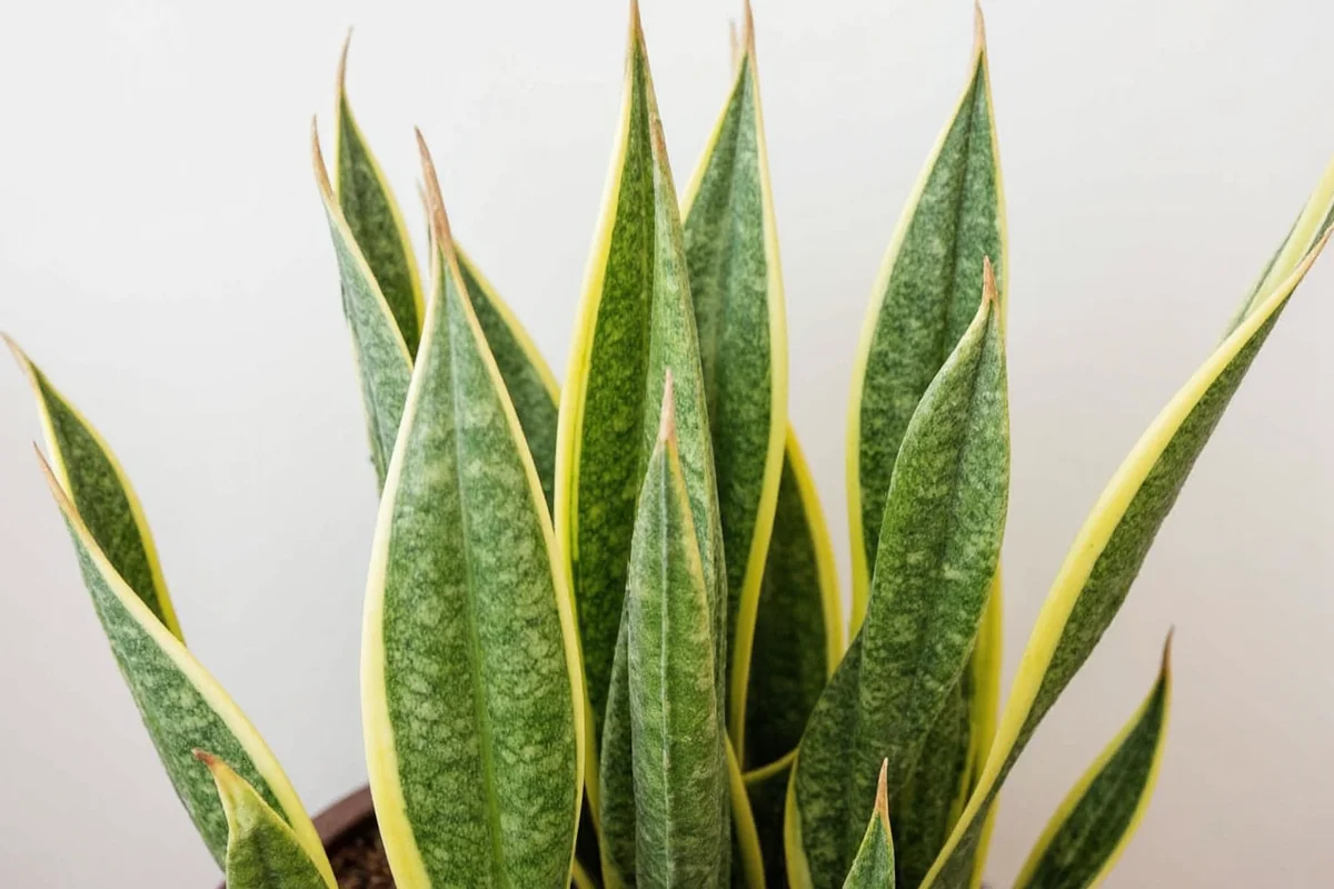 Snake Plant vs Sansevieria: 5 Key Differences | TheHomeSprouts