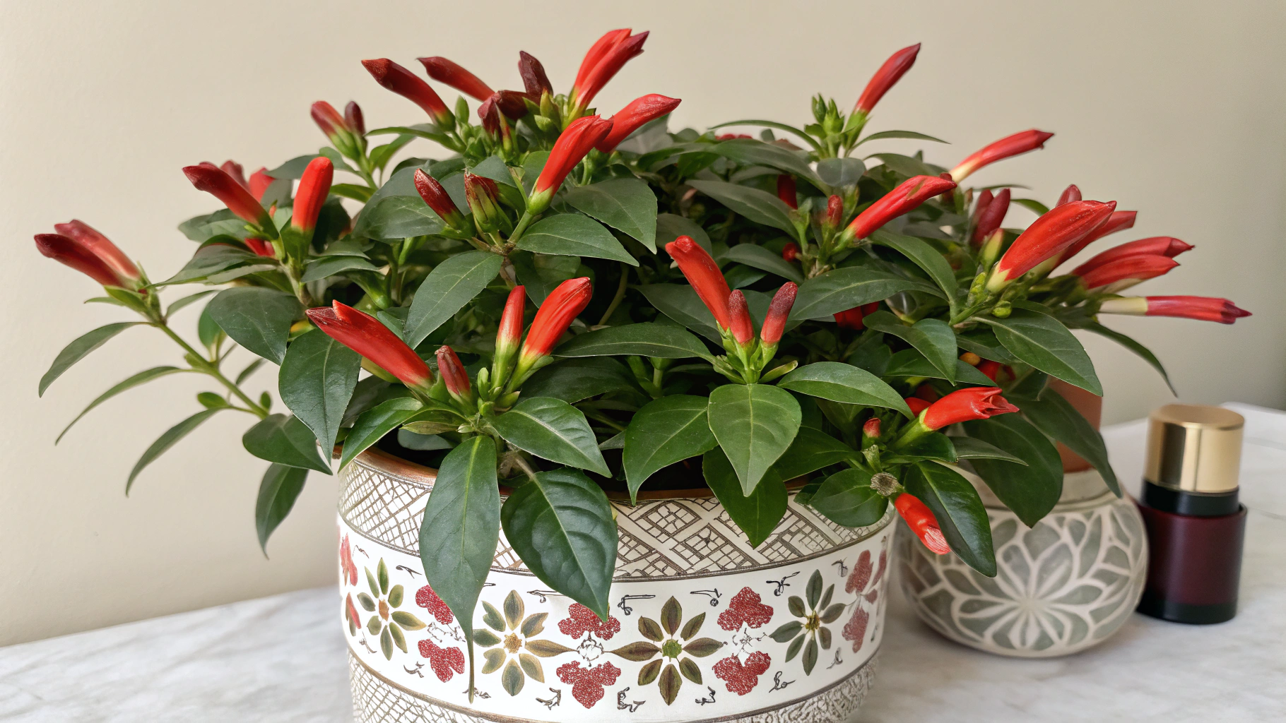 Lipstick Plant: Care Tips & Interesting Facts