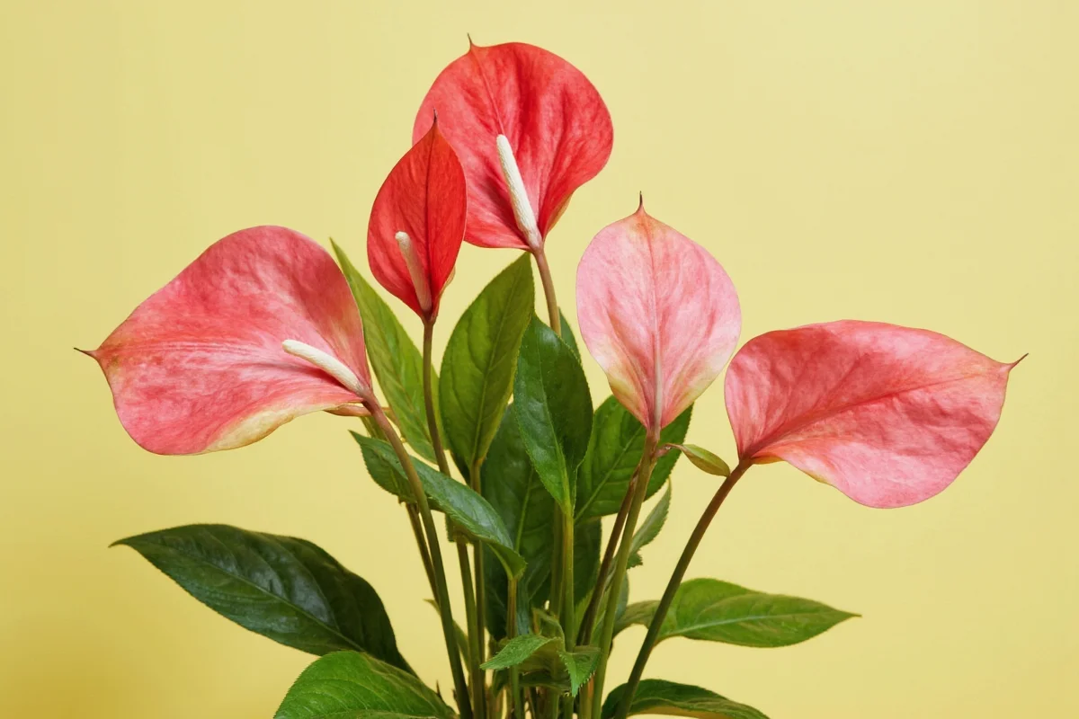 7 Anthurium Care Tips for Year-Round Blooms | TheHomeSprouts