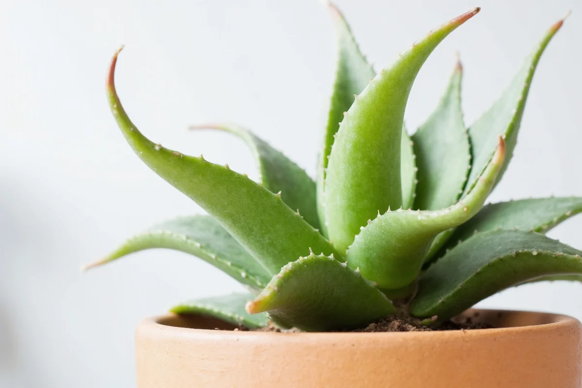 5 Aloe Plant Care Tips for Indoors | TheHomeSprouts