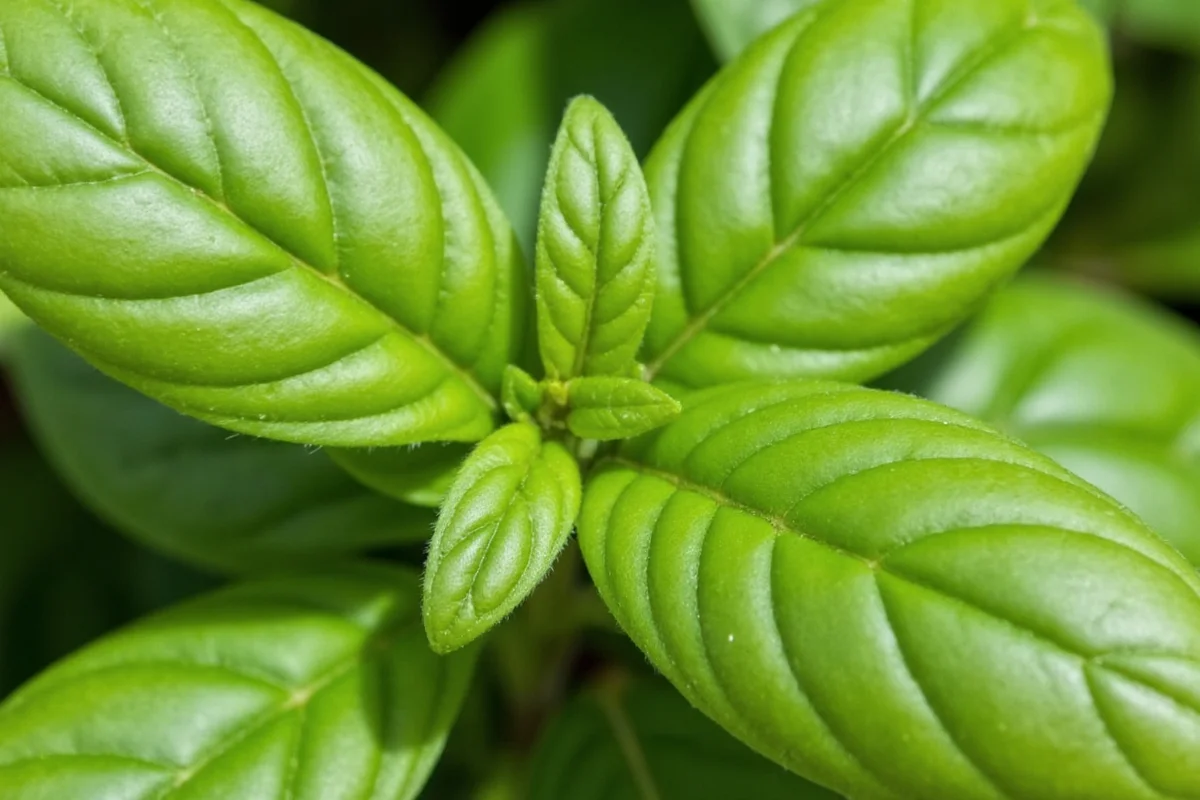 Basil Sunlight Guide: 6-8 Hours | TheHomeSprouts