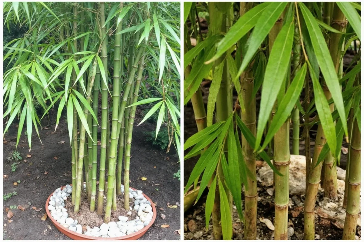 Transplant Bamboo in 5 Steps | TheHomeSprouts