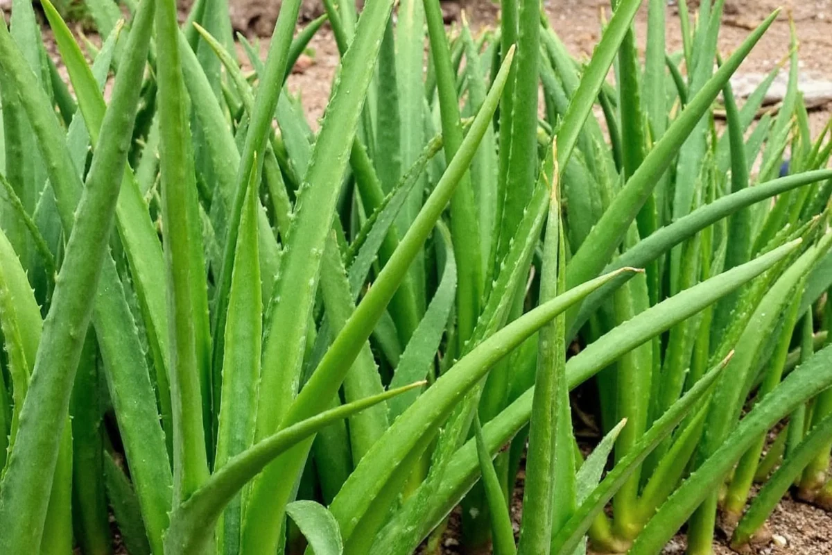 7 Best Aloe Vera Growing Regions | TheHomeSprouts