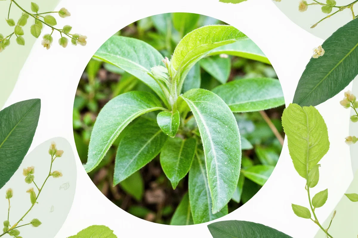 7 Sustainable Plant Care Tips 2025 | TheHomeSprouts