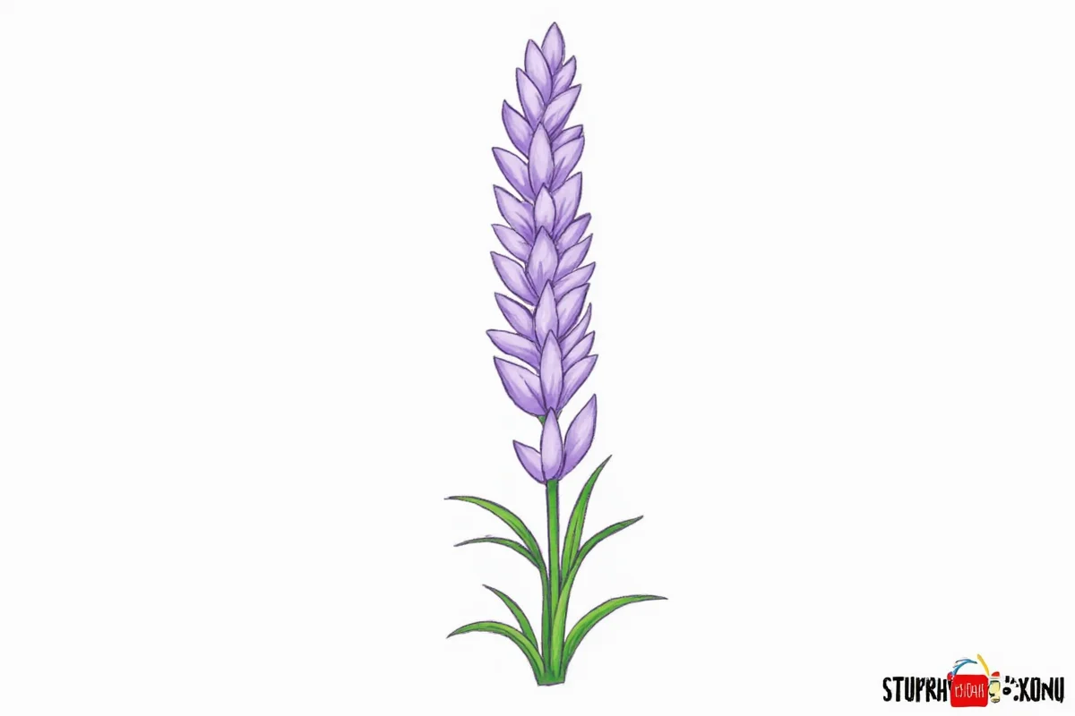 Draw Lavender in 5 Steps | TheHomeSprouts
