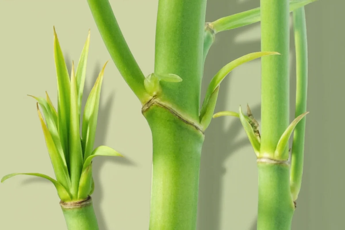Grow Bamboo from Cuttings in 5 Steps | TheHomeSprouts