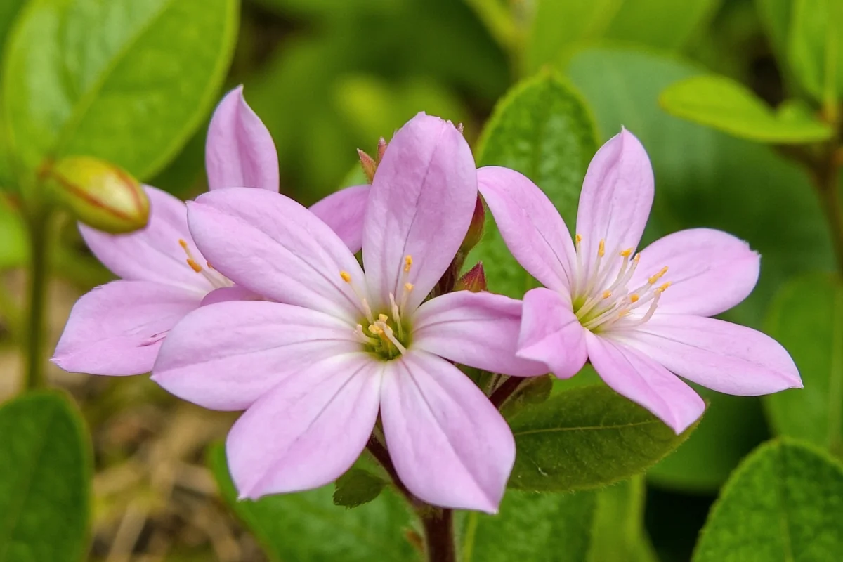 April 27 Primrose: 5 Tips to Grow | TheHomeSprouts