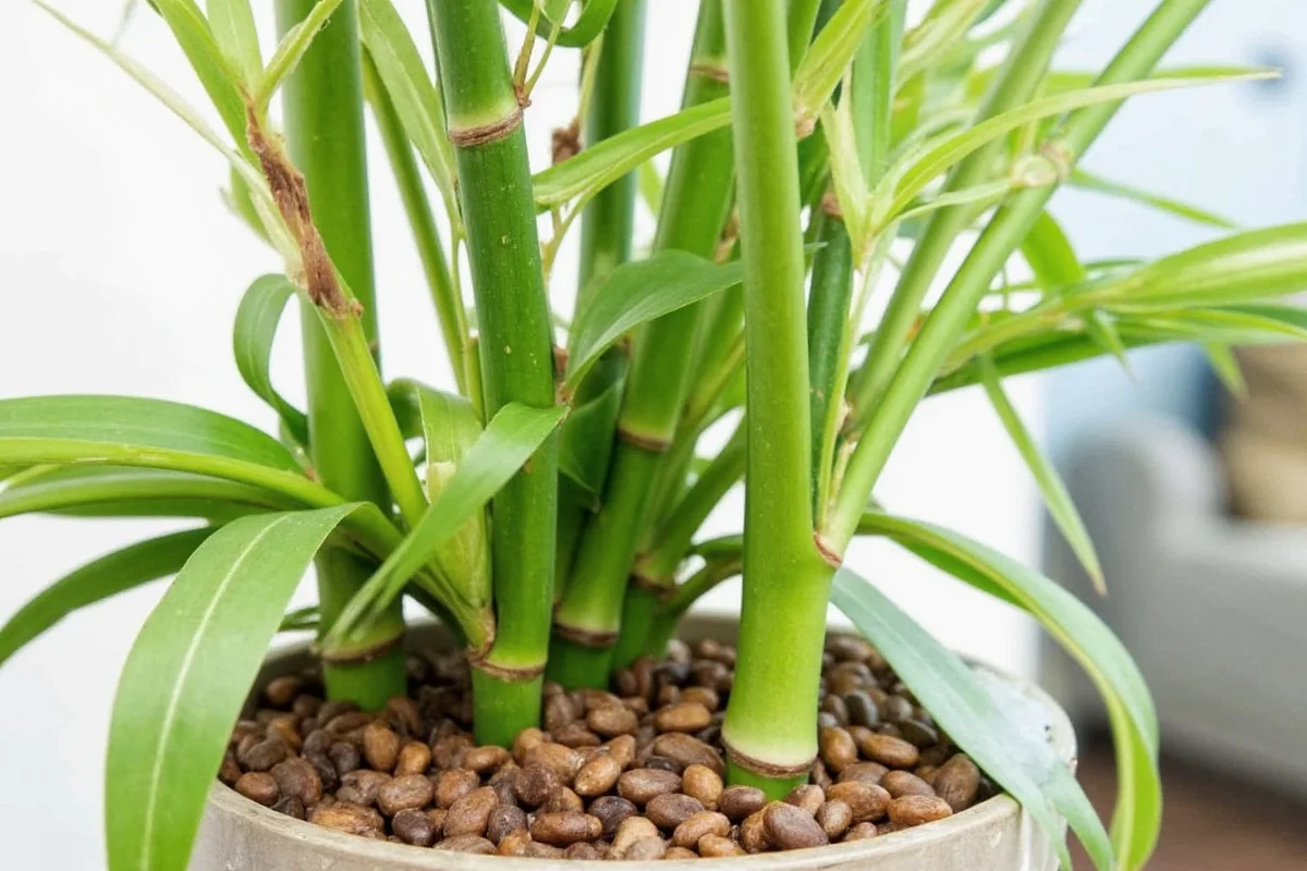 5 Bamboo Plant Care Tips | TheHomeSprouts