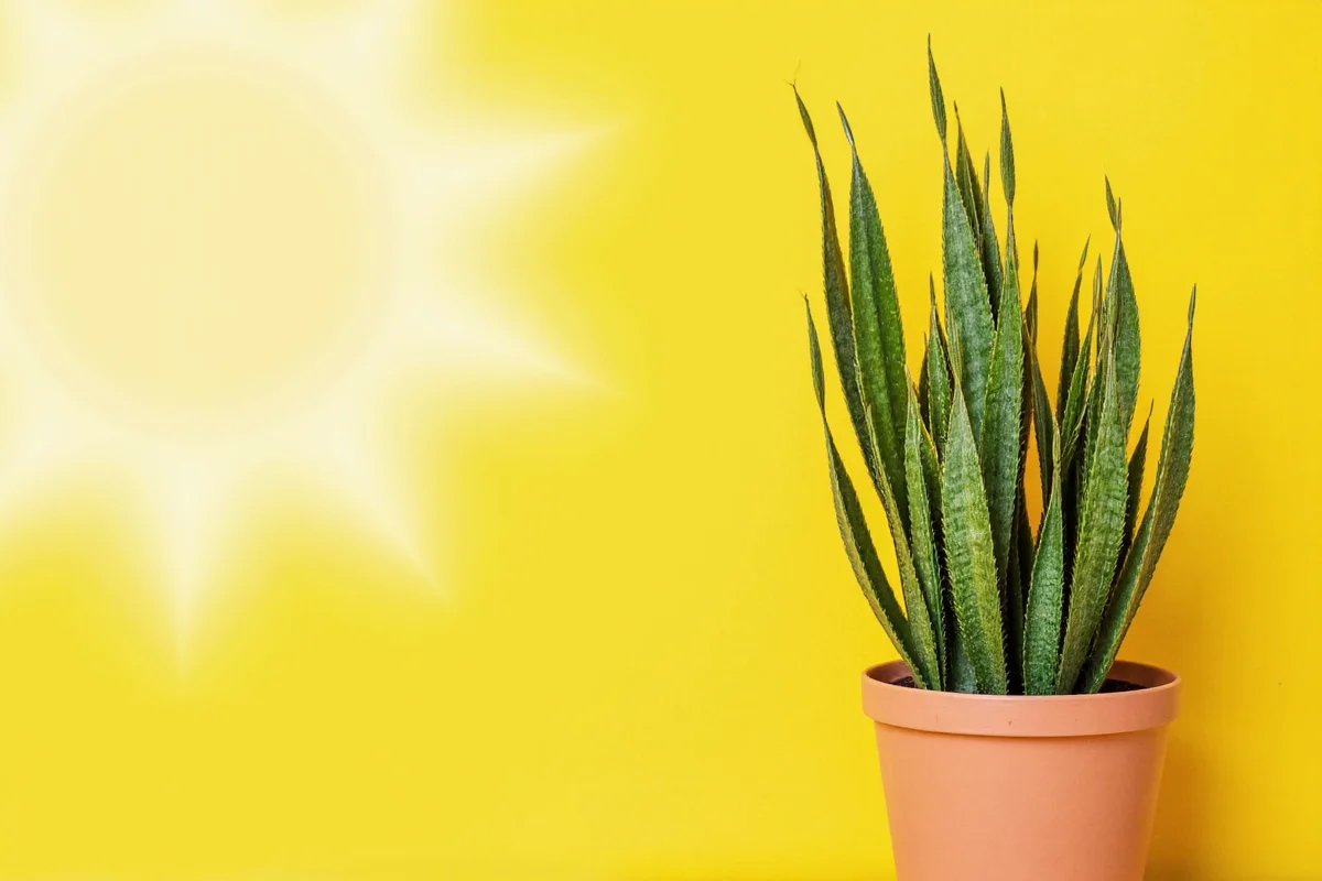 Snake Plant Light Guide | TheHomeSprouts