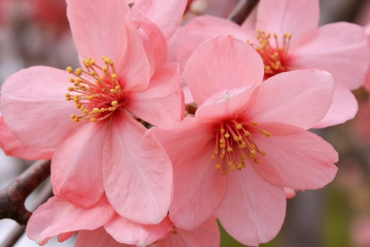 April 11 Peach Blossom: 5 Care Tips | TheHomeSprouts