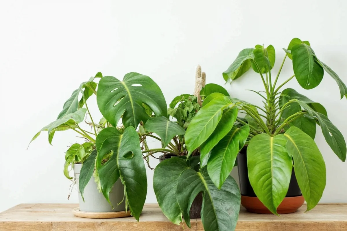 Monstera Plant Care: 5 Expert Tips | TheHomeSprouts