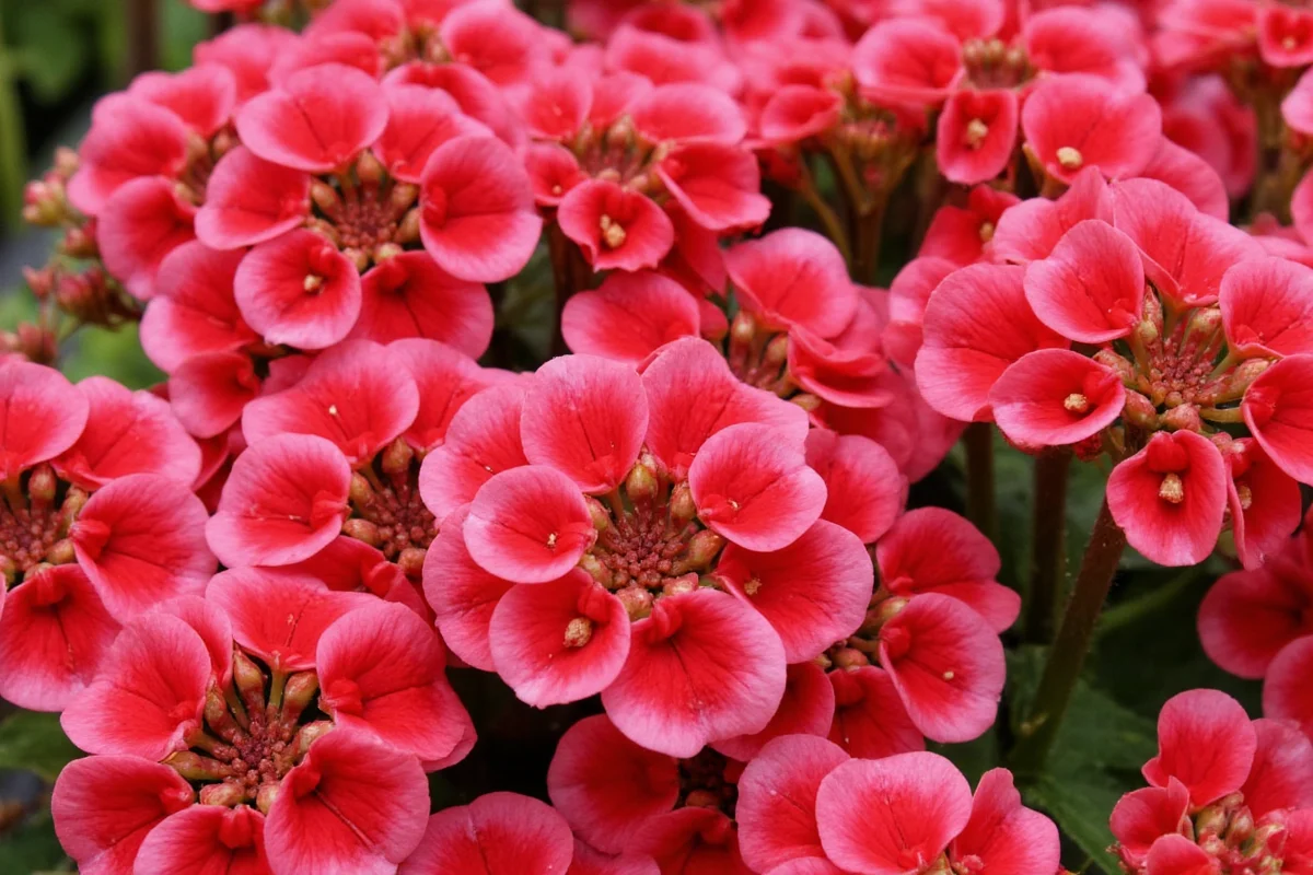 Kalanchoe Perennials: 5 Care Tips | TheHomeSprouts