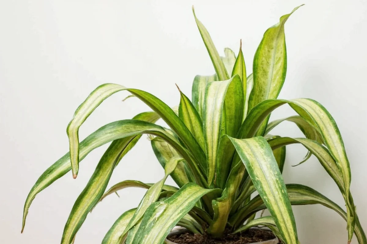 Snake Plant Light Guide: 5 Tips | TheHomeSprouts