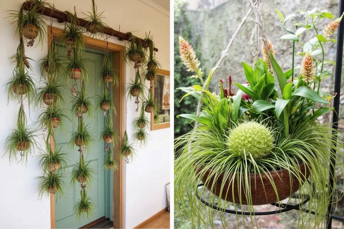 7 Air Plant Display Ideas | TheHomeSprouts