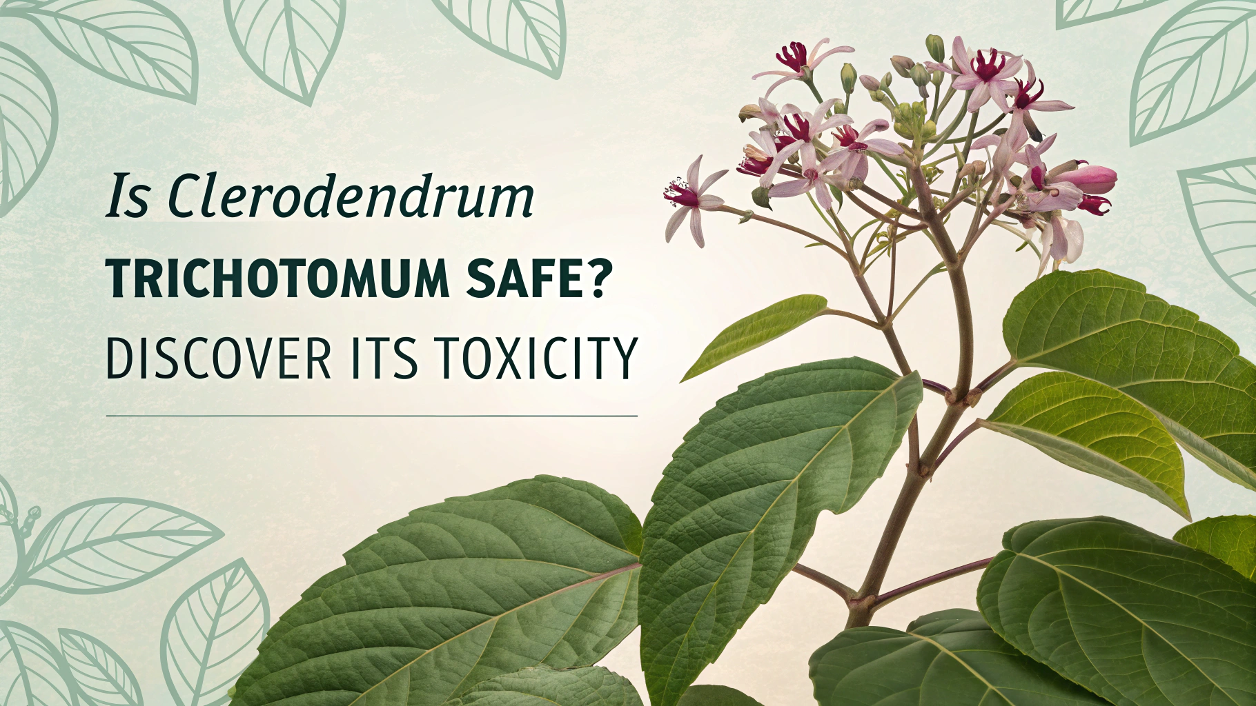Is Clerodendrum Trichotomum Toxic? | TheHomeSprouts